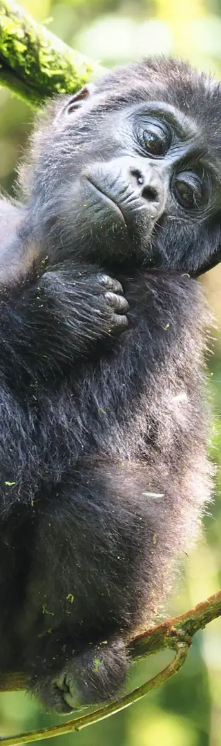 Spielstunde des Gorillababys